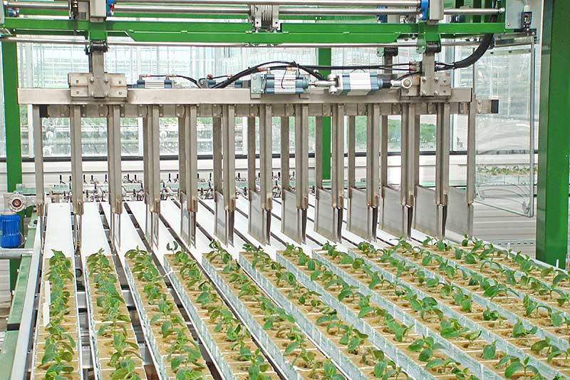 Robots pick up plants and set them down on the narrow joint