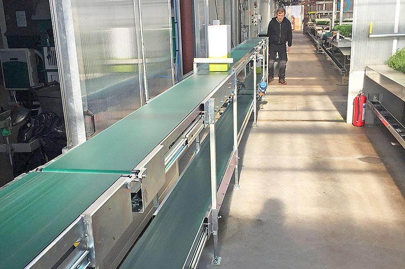 Conveyor belt for salad and herbs