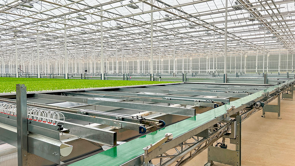 Conveyor belts for horticulture