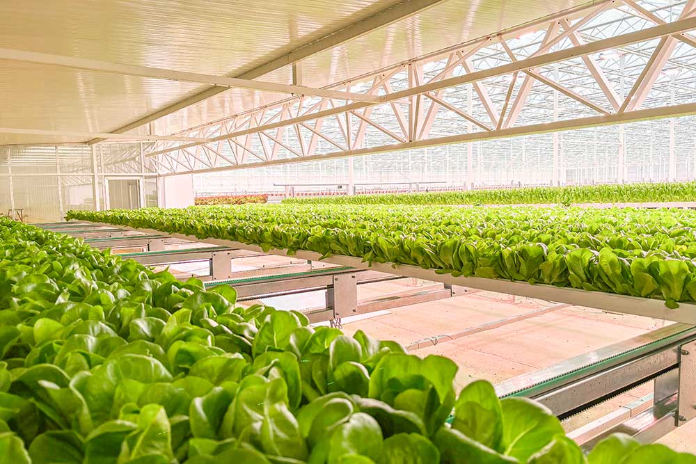 Buffer lines for greenhouses