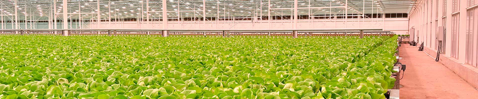 Moving Gutter Systems for greenhouse production