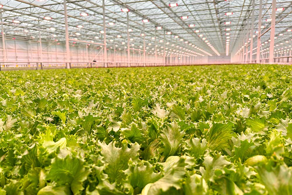 Moving gutter system for horticulture