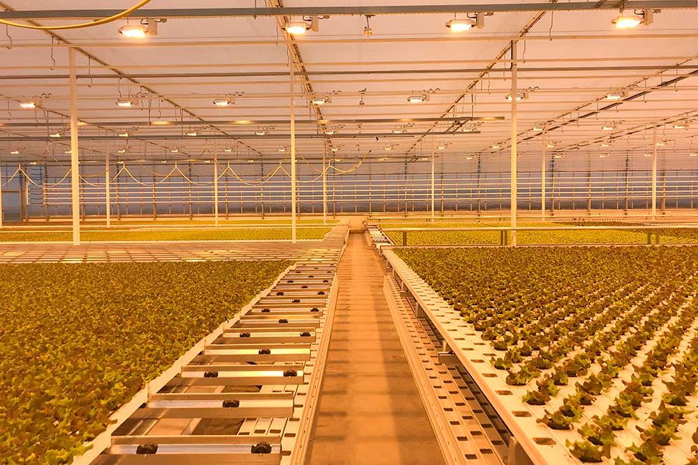 Propagation in greenhouses