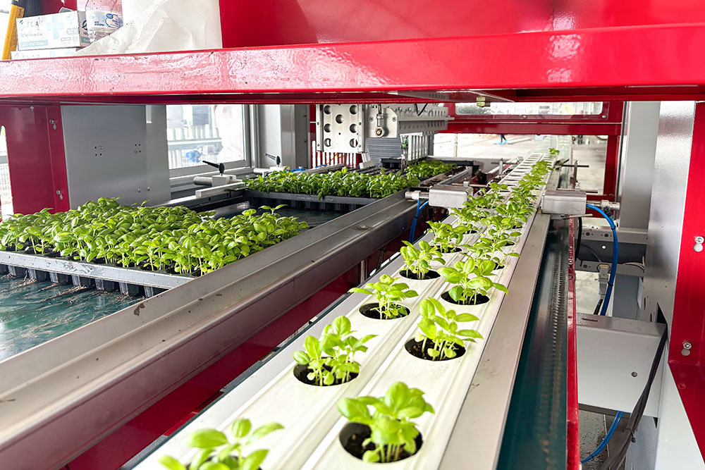 Transplanting horticulture greenhouse
