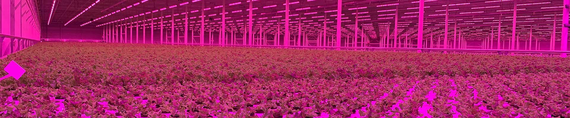 FGM – horticultural technology. moving gutter systems and automation solutions for horticulture FGM - horticultural technology. moving gutter systems and automation solutions for horticulture